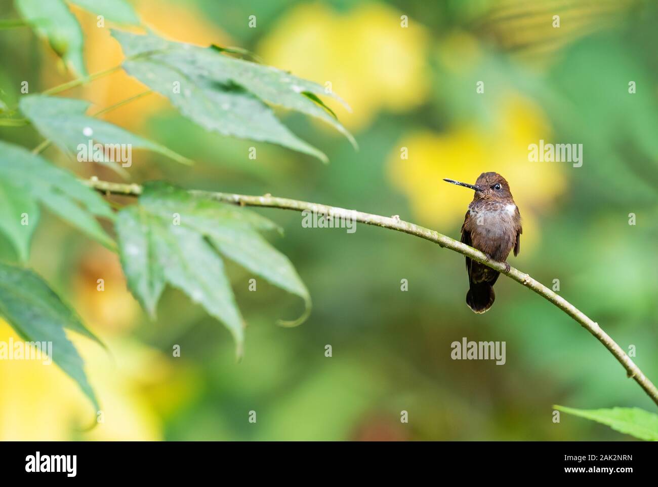 Braun Inca-Coeligena wilsoni, schöne kleine Kolibri aus westlichen Anden Pisten, Mindo, Ecuador. Stockfoto