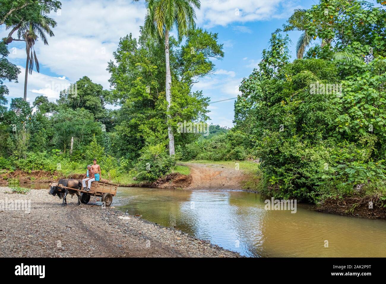 Baracoa, Kuba - November 17, 2019: Alte und Junge Landwirt an der Humboldt Nationalpark mit ihren Ochsen Coach. Ox Reisebus mit Anhänger ist ein Weg der regulären Stockfoto