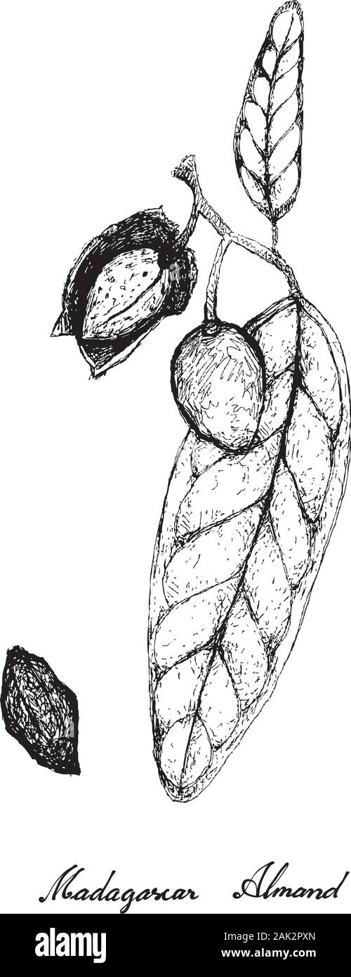 Abbildung: Handgezeichnete Skizze der Terminalia Neotaliala oder Madagaskar Mandel Muttern auf einem Baum, eine gute Quelle für Ballaststoffe, Vitamine und Mineralien. Stock Vektor