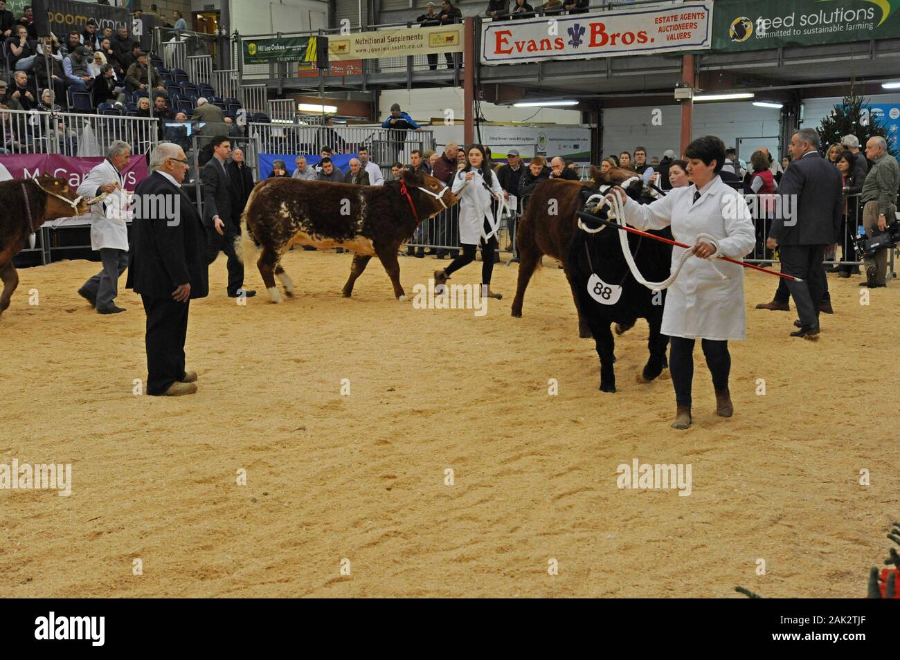 Vieh angezeigt werden und in einem viehbestand Ring beurteilt auf der Royal Welsh Winter Show 2019 Stockfoto