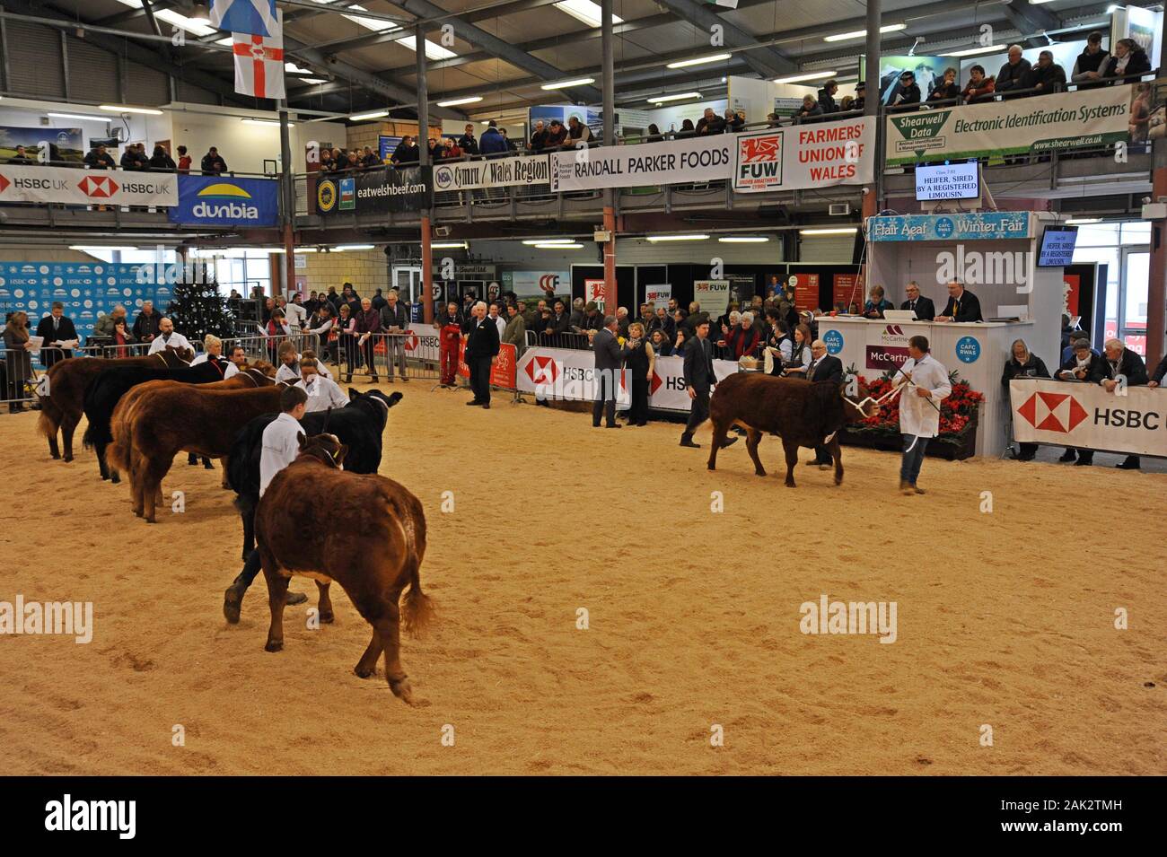 Vieh angezeigt werden und in einem viehbestand Ring beurteilt auf der Royal Welsh Winter Show 2019 Stockfoto