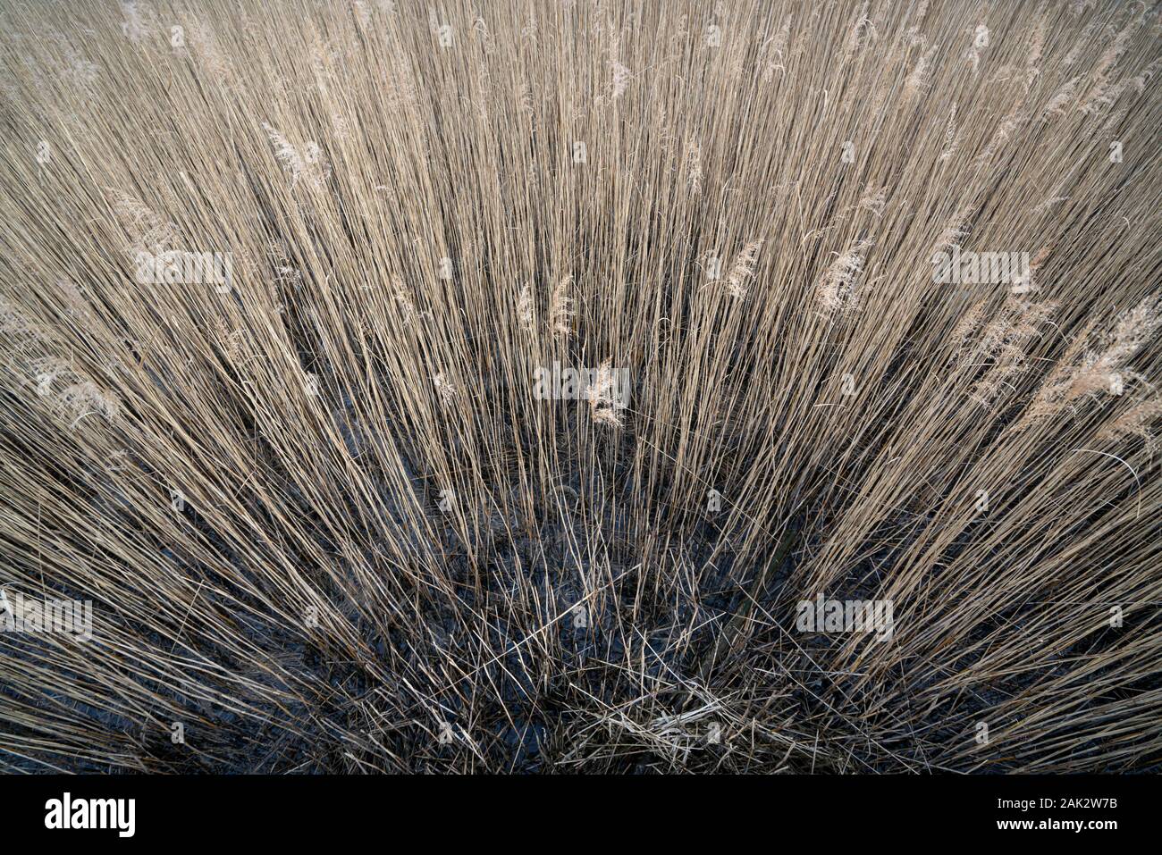 Ein Blick von der anderen der Schilf in einem Teich Stockfoto
