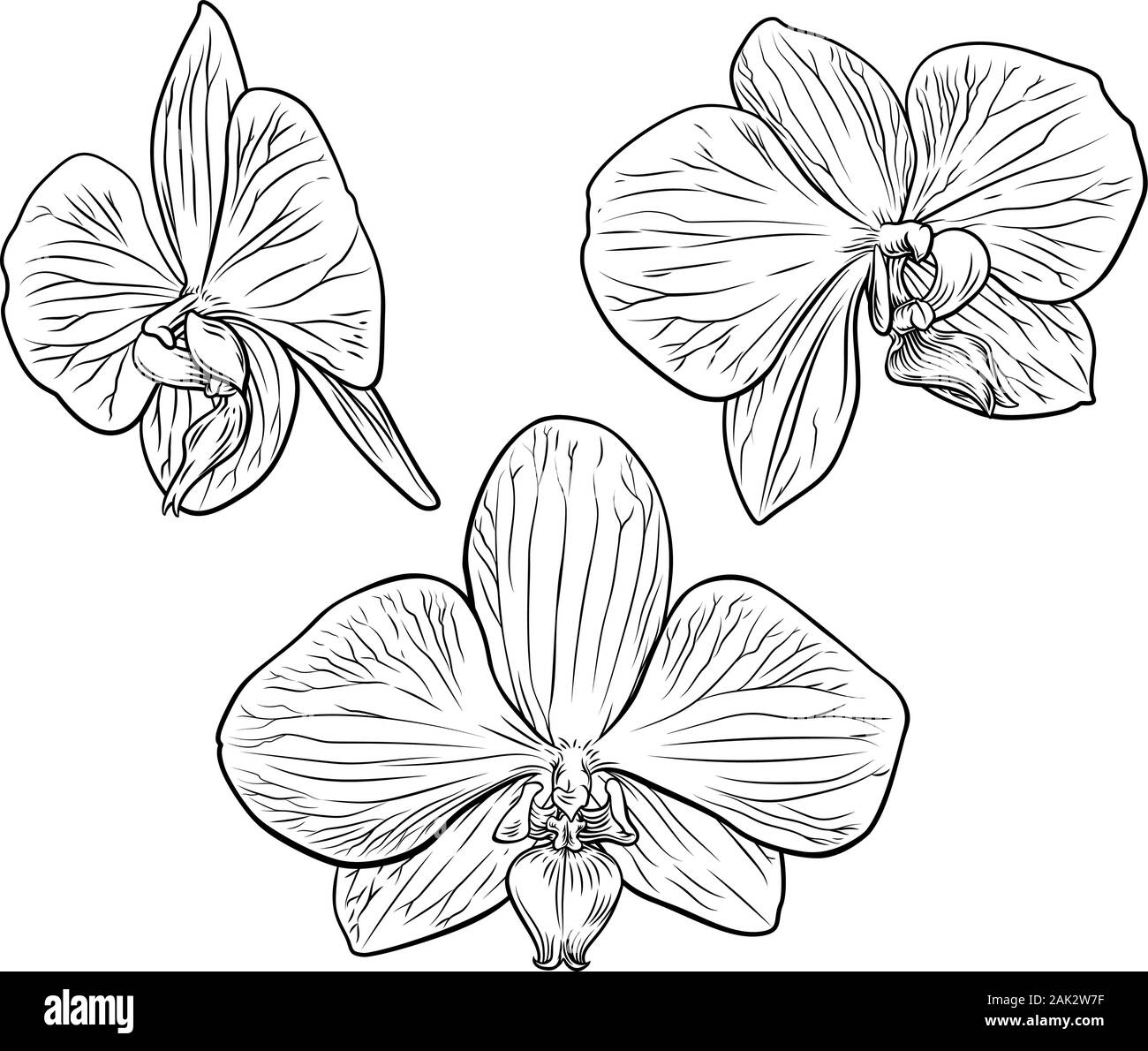 Orchid Flower Holzschnitt Radierung Stock Vektor