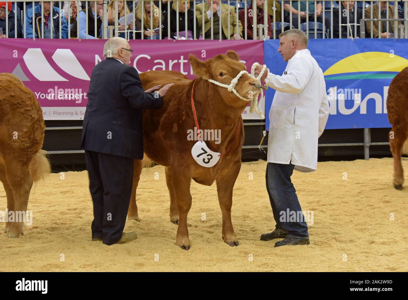 Vieh angezeigt werden und in einem viehbestand Ring beurteilt auf der Royal Welsh Winter Show 2019 Stockfoto