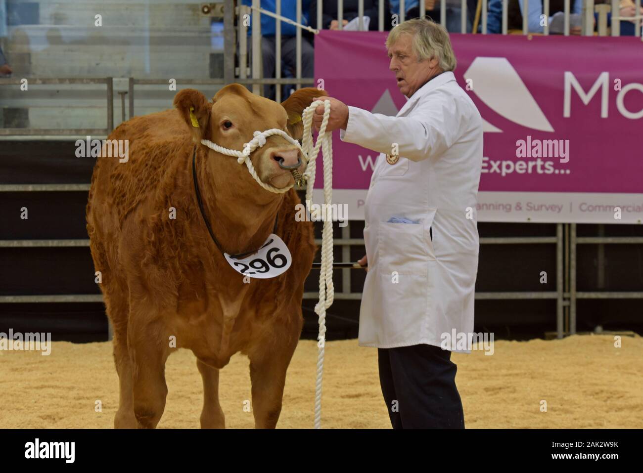 Vieh angezeigt werden und in einem viehbestand Ring beurteilt auf der Royal Welsh Winter Show 2019 Stockfoto