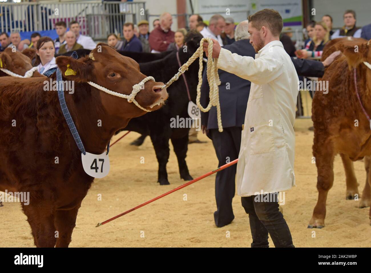 Vieh angezeigt werden und in einem viehbestand Ring beurteilt auf der Royal Welsh Winter Show 2019 Stockfoto
