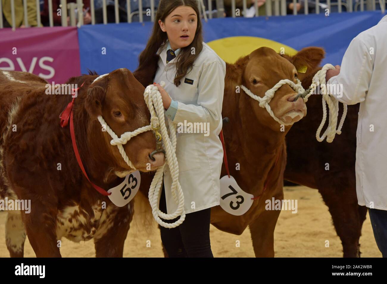 Vieh angezeigt werden und in einem viehbestand Ring beurteilt auf der Royal Welsh Winter Show 2019 Stockfoto