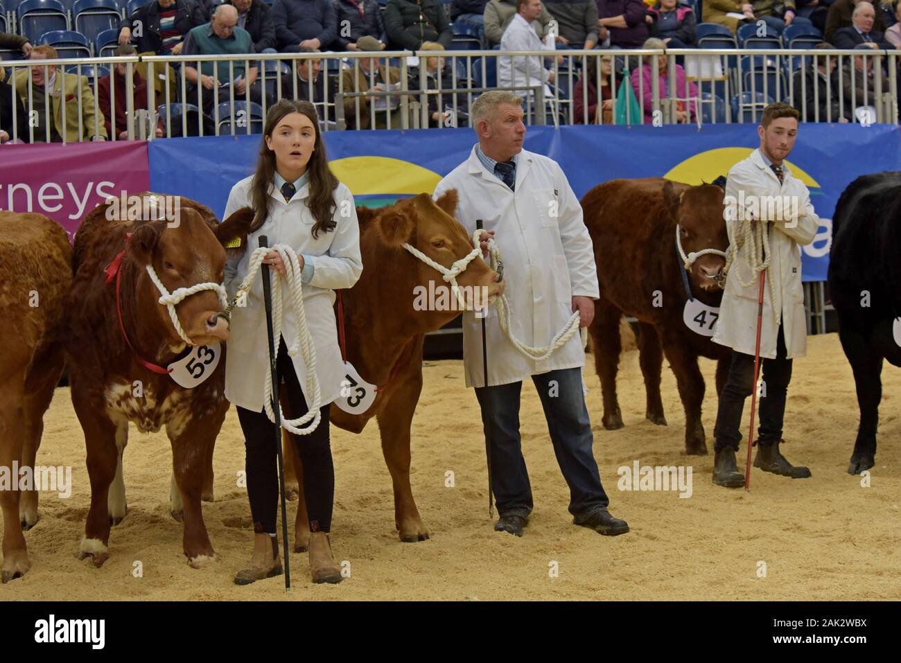 Vieh angezeigt werden und in einem viehbestand Ring beurteilt auf der Royal Welsh Winter Show 2019 Stockfoto