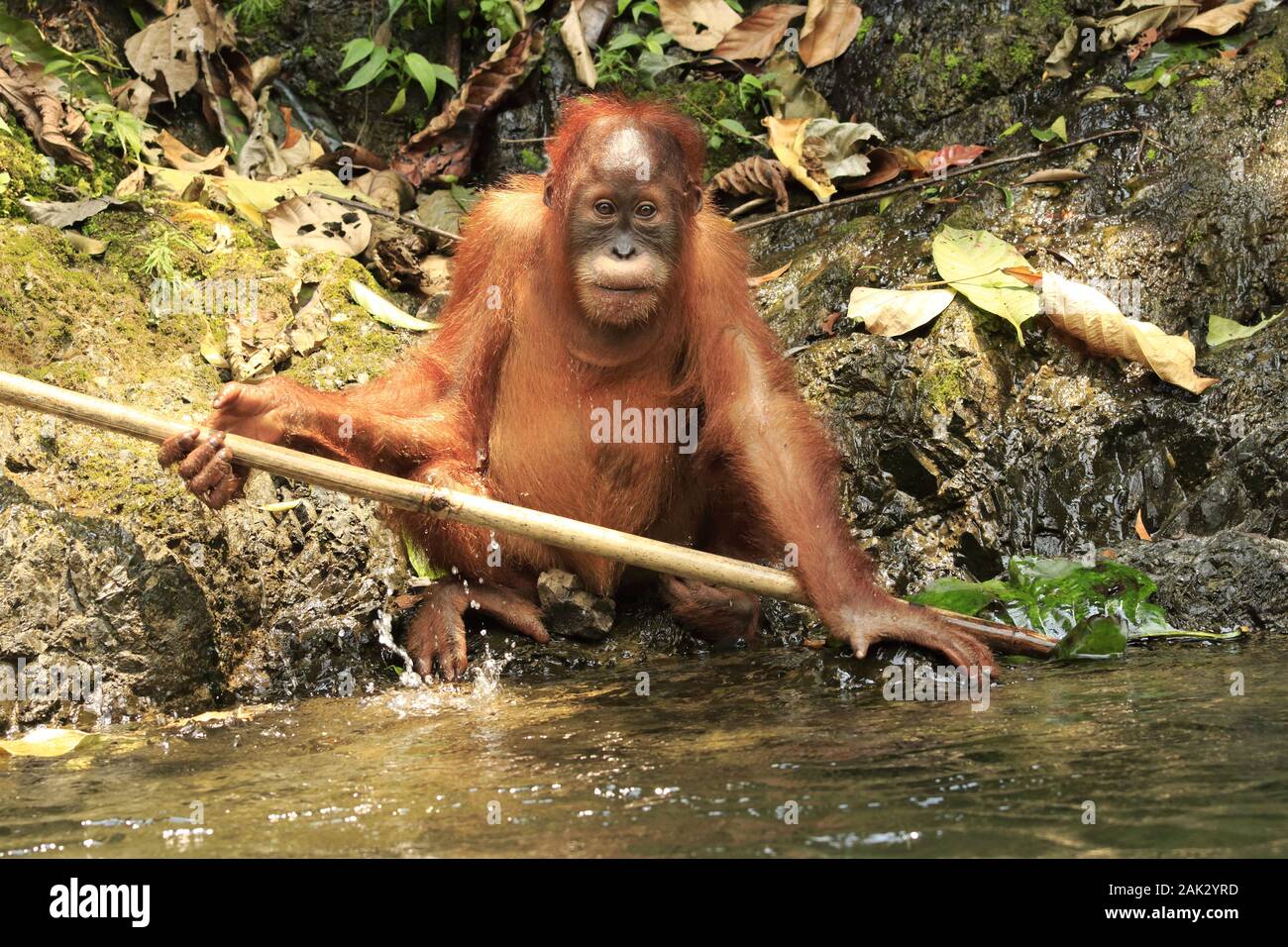 Baby orangutan Holding ein Zweig Stockfoto