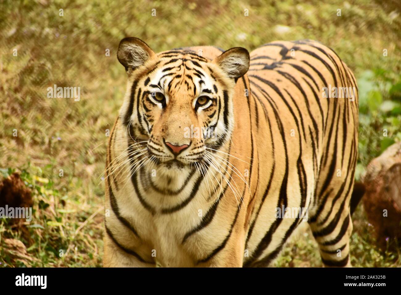 Royal Bengal Tiger hauptsächlich in Indien gefunden Stockfoto