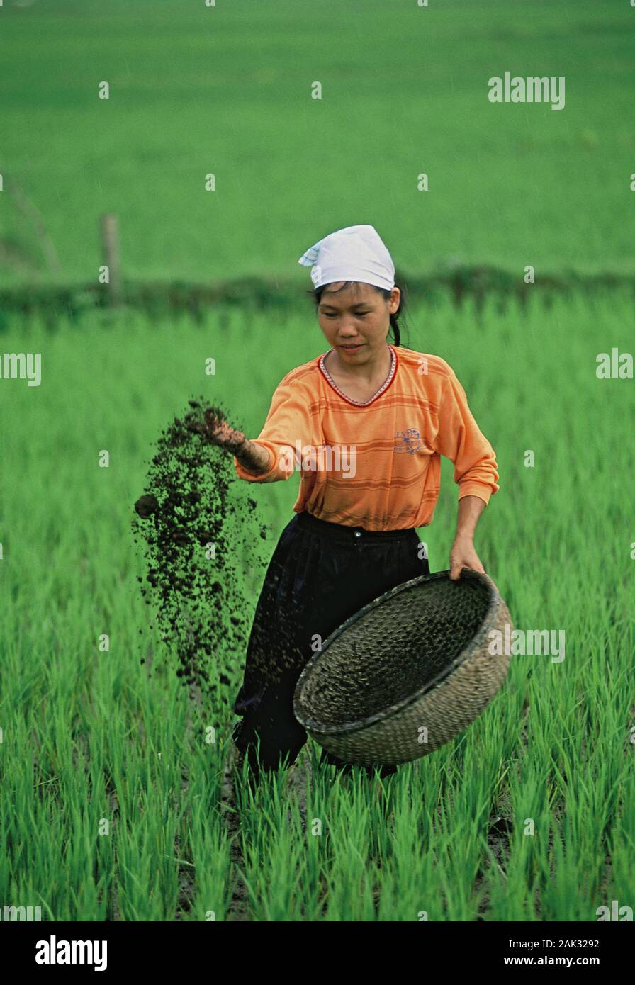 Ein Landarbeiter Düngung ein Reisfeld im Norden von Vietnam. Vietnam ist heute der zweitgrößte Exporteur von Reis. (Undatiertes Foto) | Verwendung worl Stockfoto