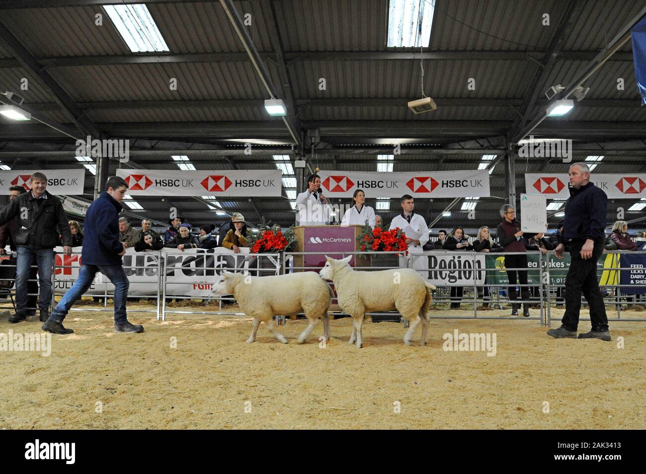 Versteigerer auf der Royal Welsh Winter Show 2019 Verkauf von Schafen in einem temporären Auktion Ring Stockfoto
