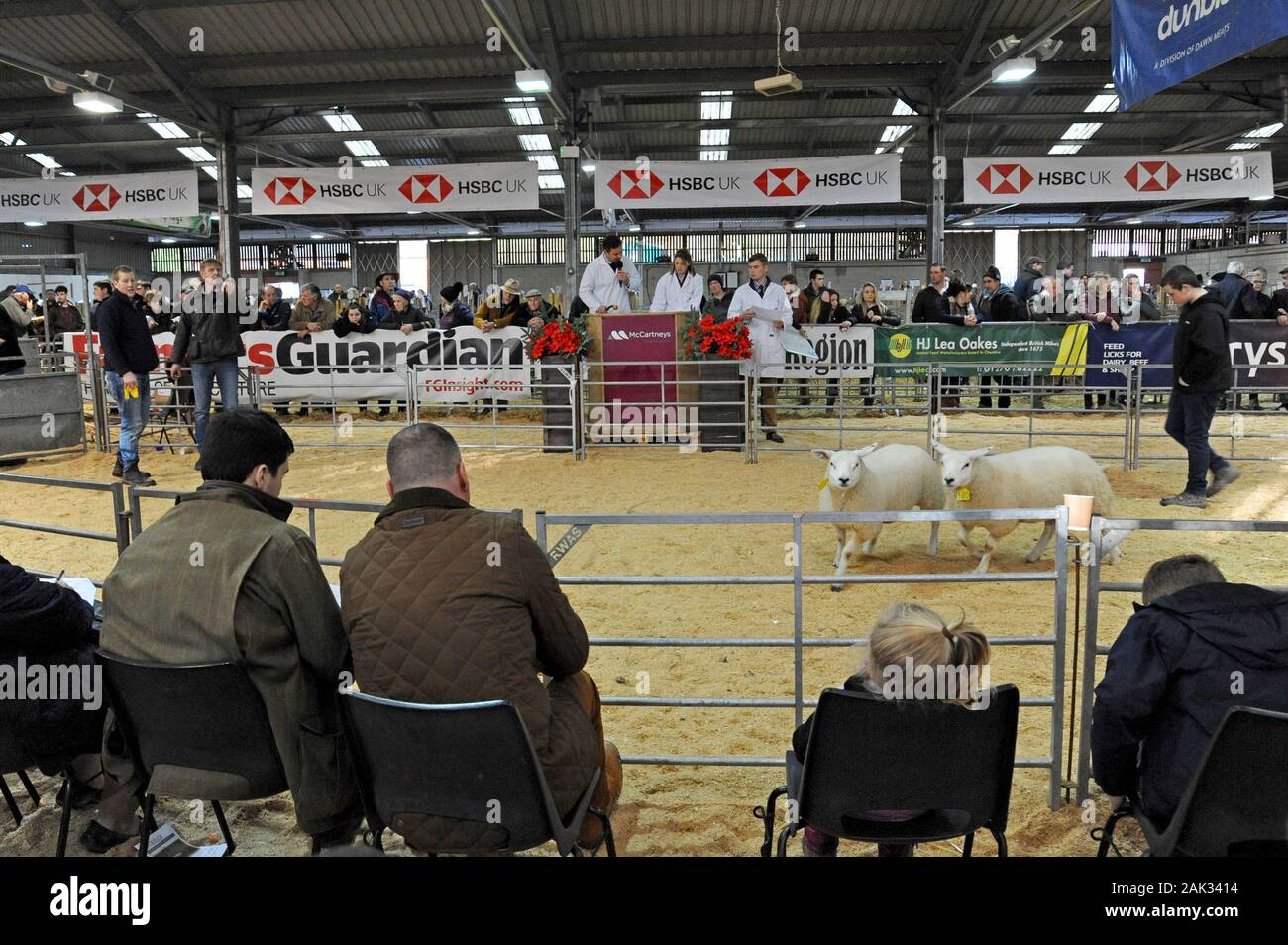 Versteigerer auf der Royal Welsh Winter Show 2019 Verkauf von Schafen in einem temporären Auktion Ring Stockfoto