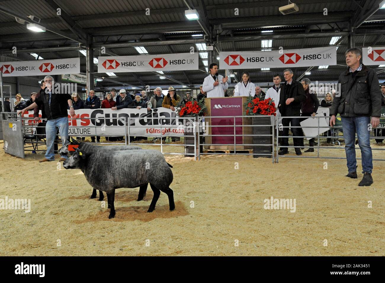 Versteigerer auf der Royal Welsh Winter Show 2019 Verkauf von Schafen in einem temporären Auktion Ring Stockfoto