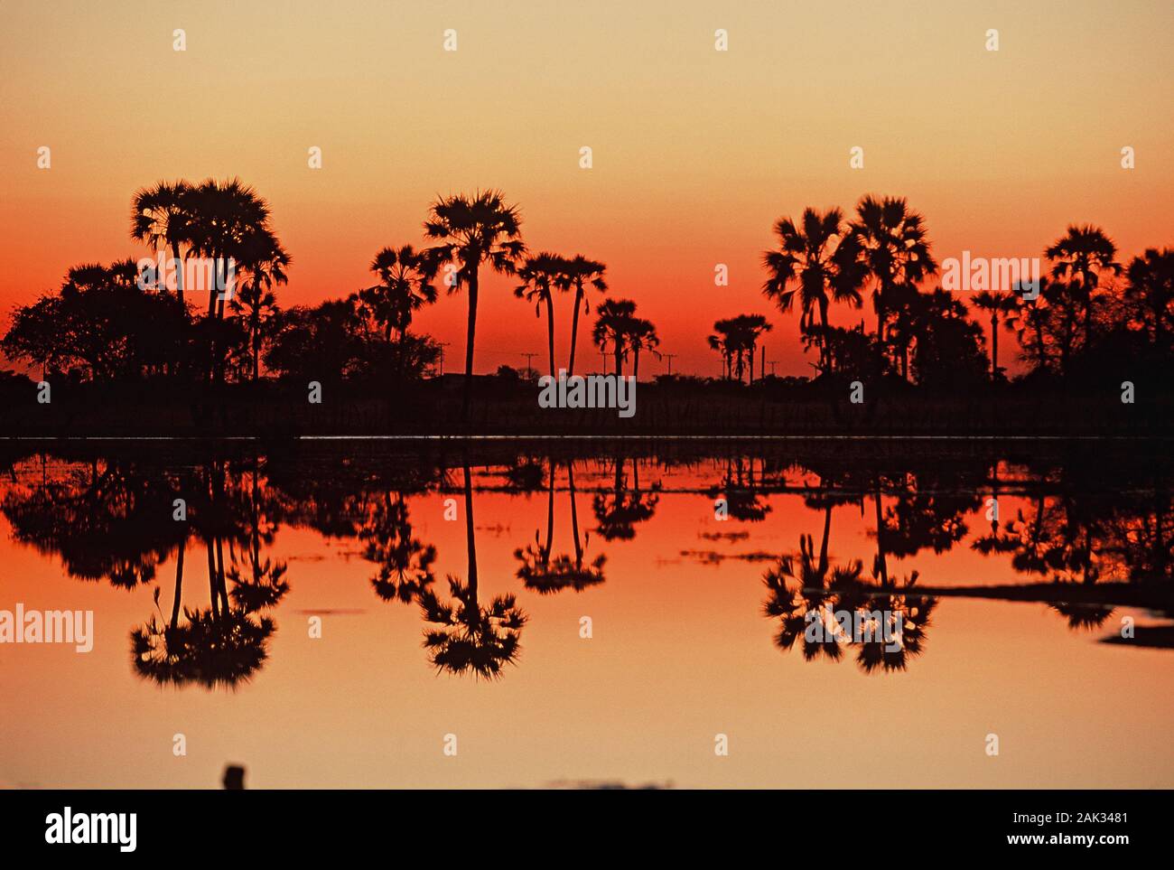 Reflexion der Makalani Palmen in der Provinz Kunene, Namibia. (Undatiertes Foto) | Verwendung weltweit Stockfoto