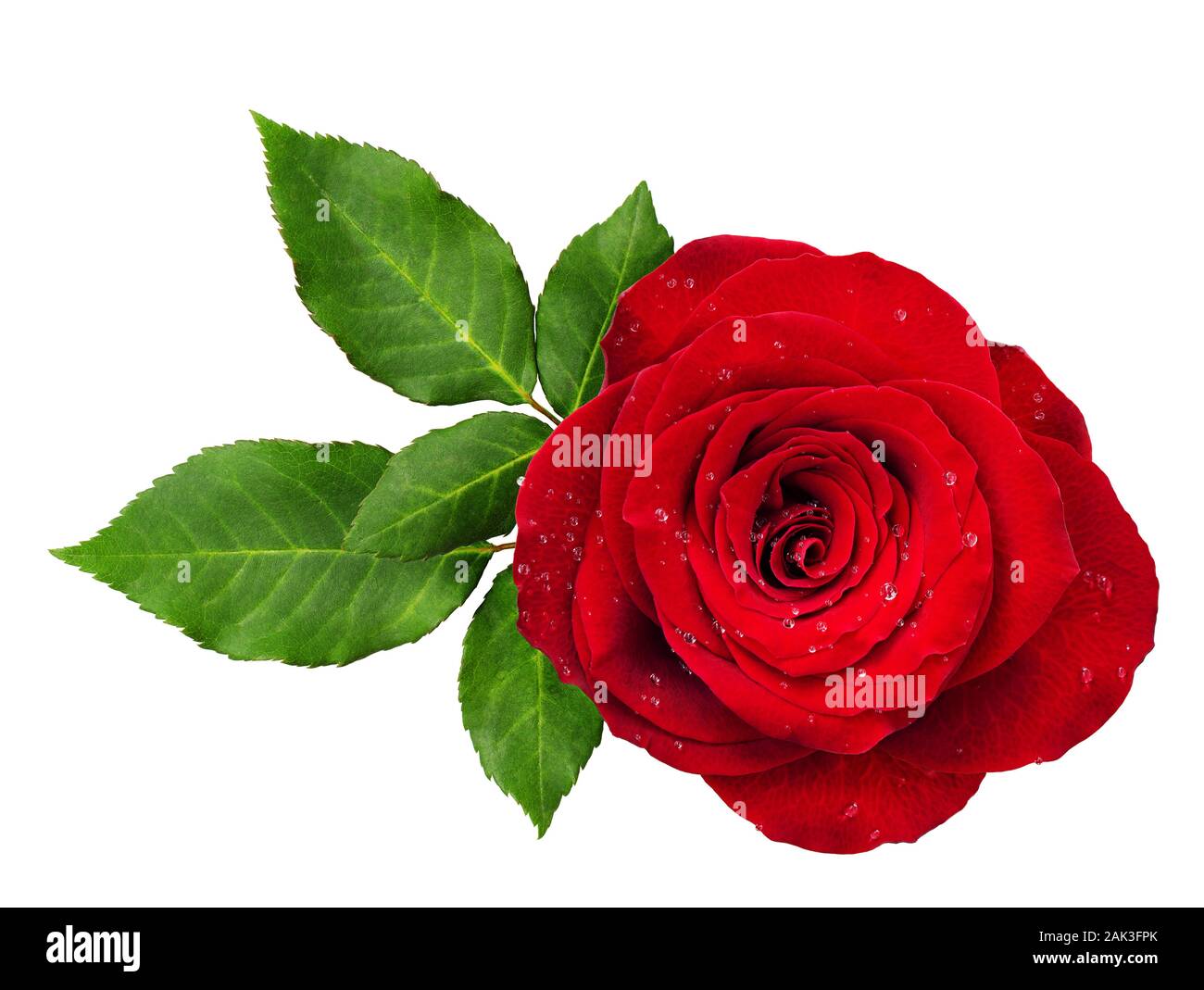 Red rose flower Rosette mit Blättern isoliert auf Weiss. Ansicht von oben. Stockfoto