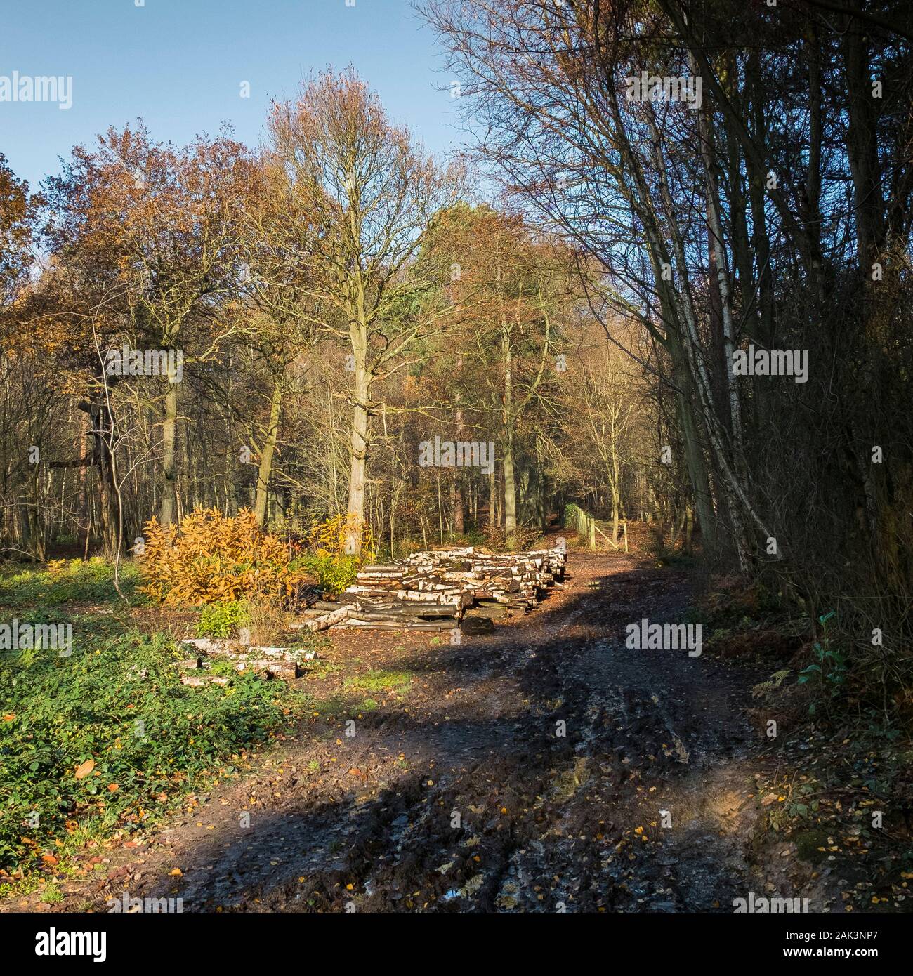 Stapel der Protokolle im Rahmen der Waldbewirtschaftung und die Eröffnung neuer Wege in Thorndon Park in Brentwood, Essex, an. Stockfoto