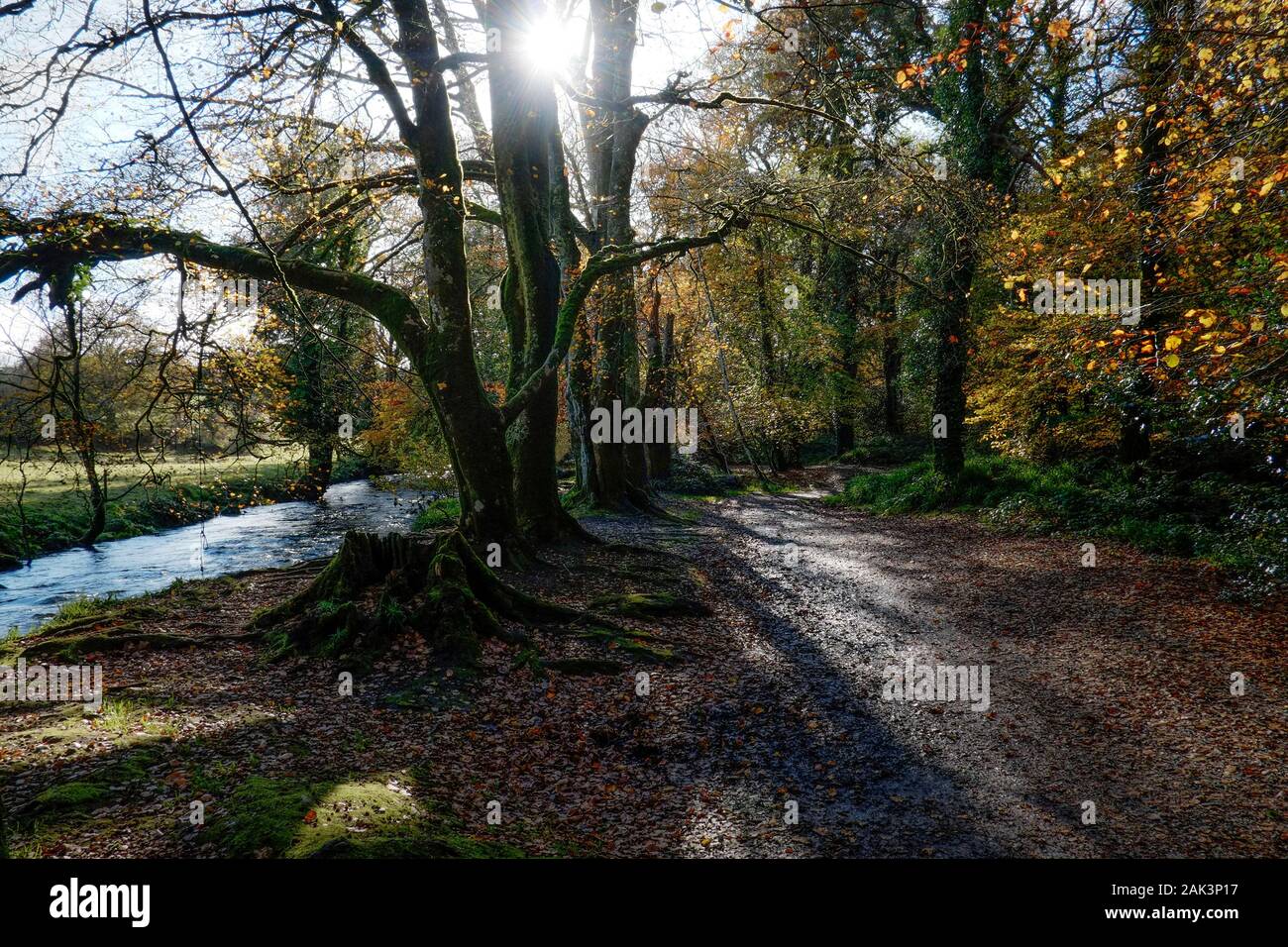 Dappled Sonnenlicht in Draynes Holz bei Golitha Falls in Cornwall. Stockfoto