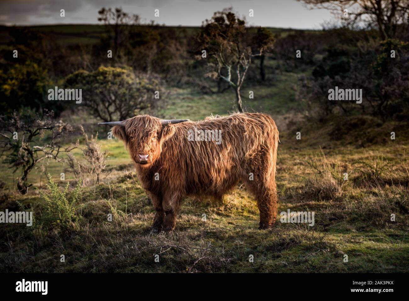 Ein junger Highland Kuh die Beweidung von Bodmin Moor in Cornwall. Stockfoto