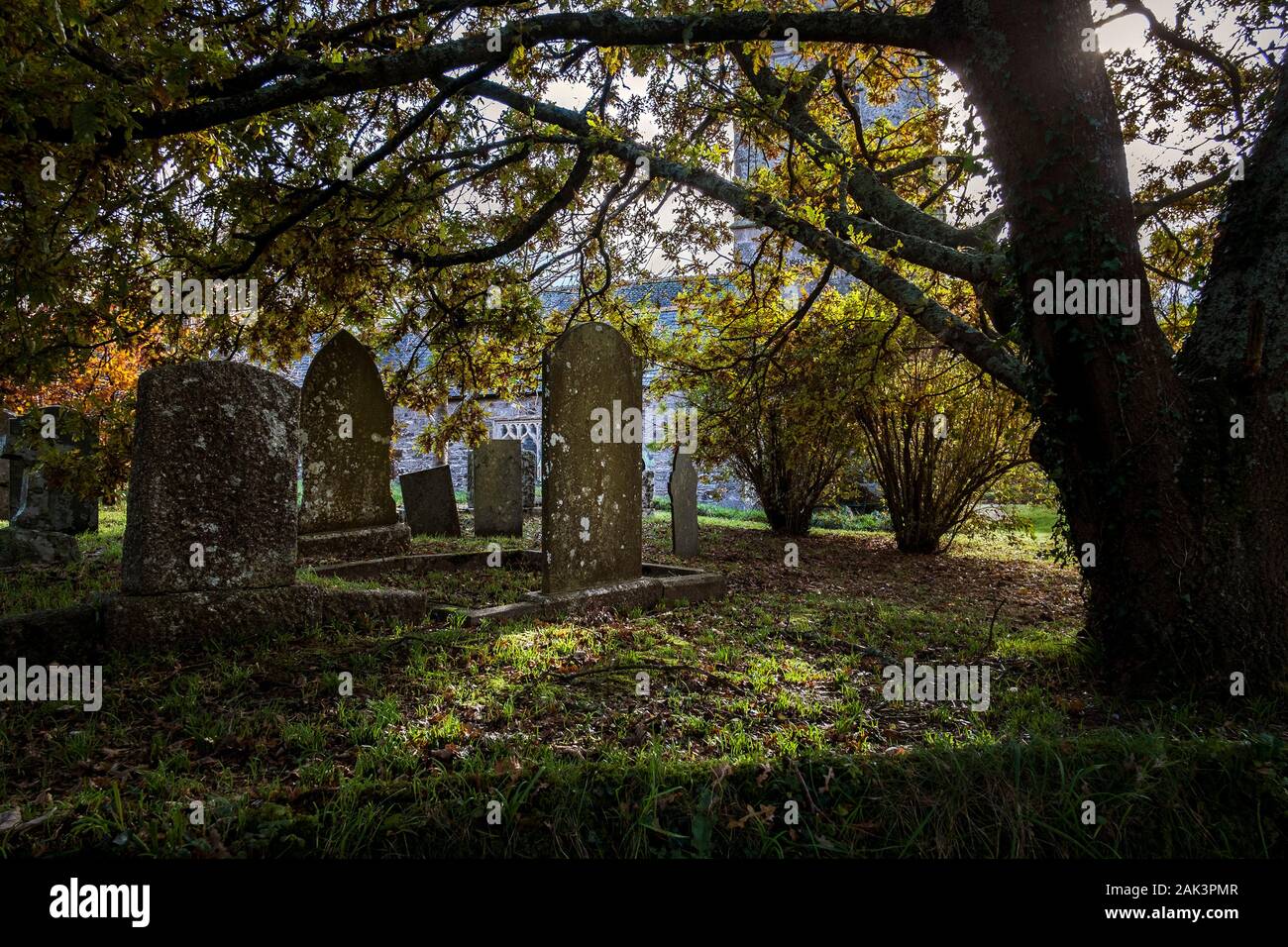 Die herbstlichen Bäume in Colan Kirche Friedhof in Newquay in Cornwall. Stockfoto