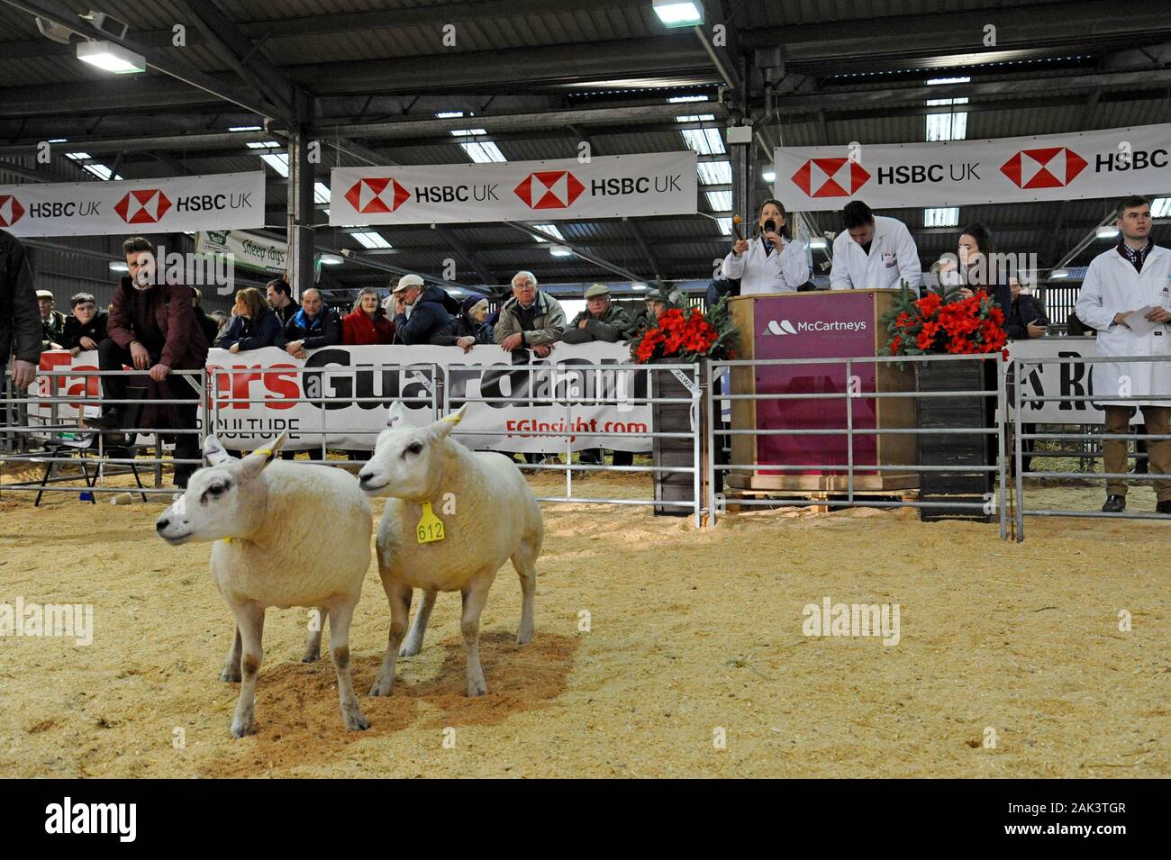 Versteigerer auf der Royal Welsh Winter Show 2019 Verkauf von Schafen in einem temporären Auktion Ring Stockfoto