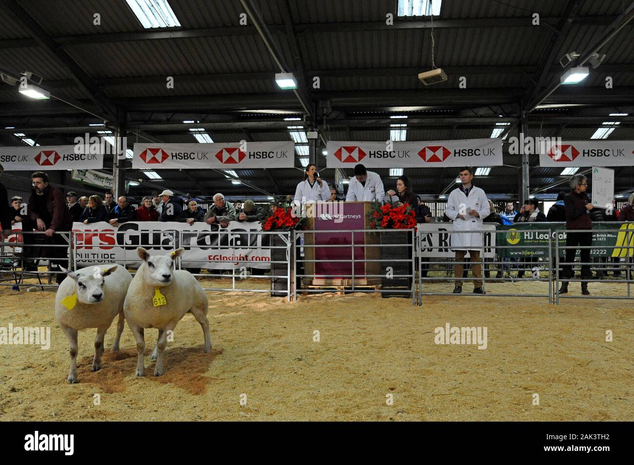 Versteigerer auf der Royal Welsh Winter Show 2019 Verkauf von Schafen in einem temporären Auktion Ring Stockfoto