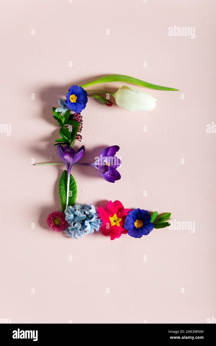 Ostern minimalen Begriff. Buchstabe E aus Frühling Blumen auf rosa Hintergrund Stockfoto