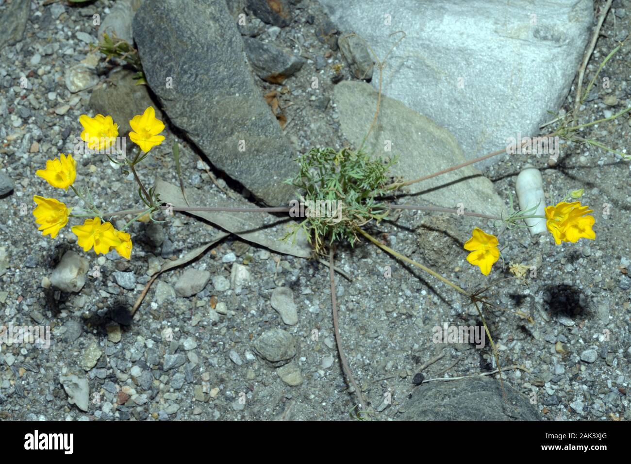 (Sicklefruit hypcoum Hypecoum imberbe) ist ein ungewöhnliches Mitglied der Familie Mohn im Mittelmeerraum in sandigen Stellen auftretenden gefunden. Stockfoto