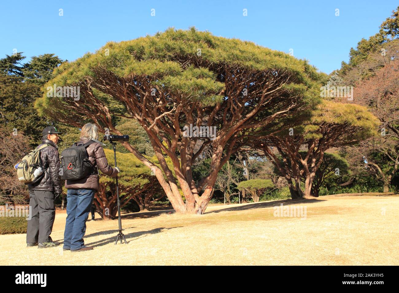 Photographes devant un-pin Rouge du Japon dans le Parc de Shinjuku. Stockfoto