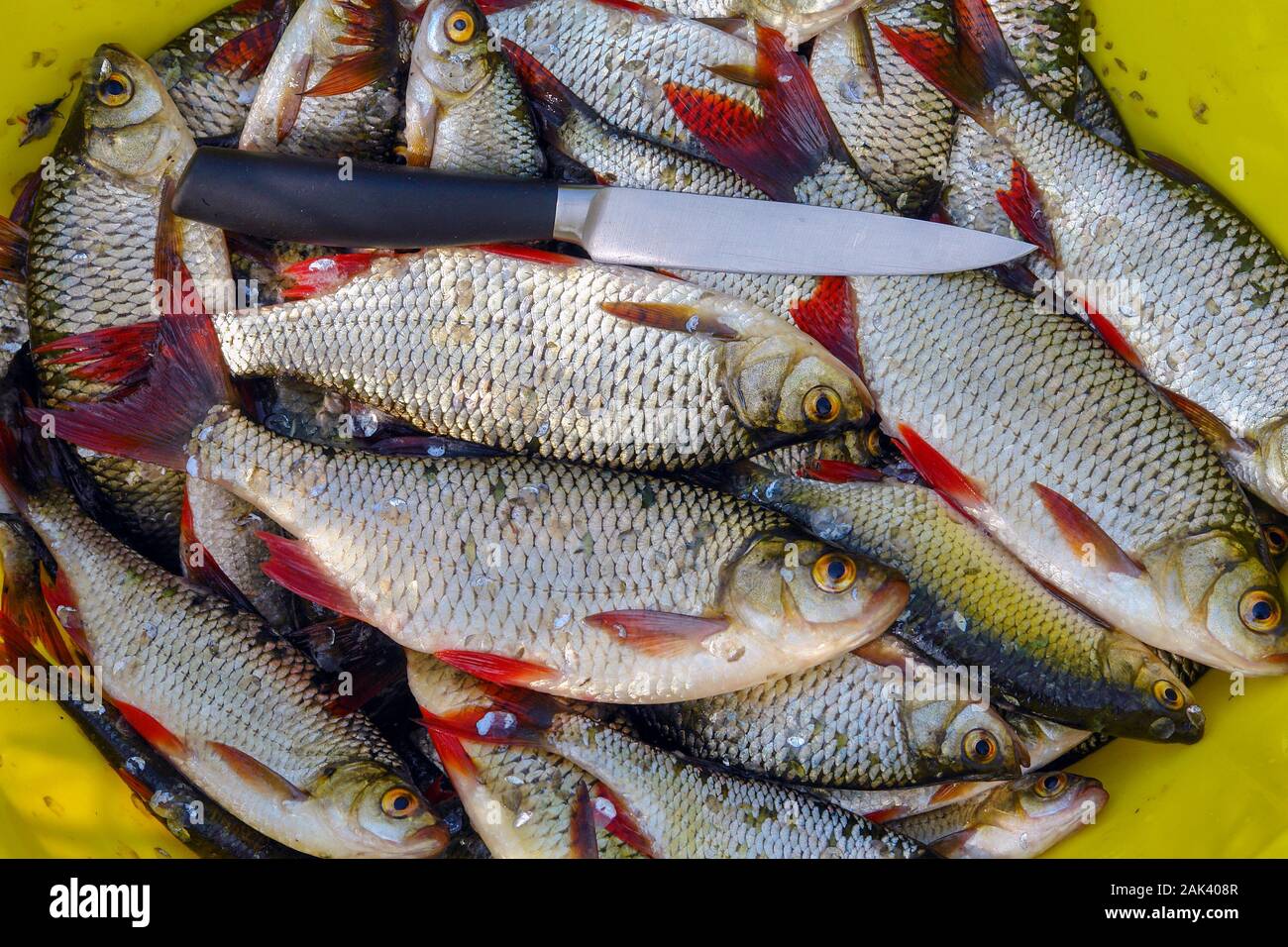 Gefangen Süßwasser Rudd Fisch mit silbernen Schuppen rote Flossen - Alamy