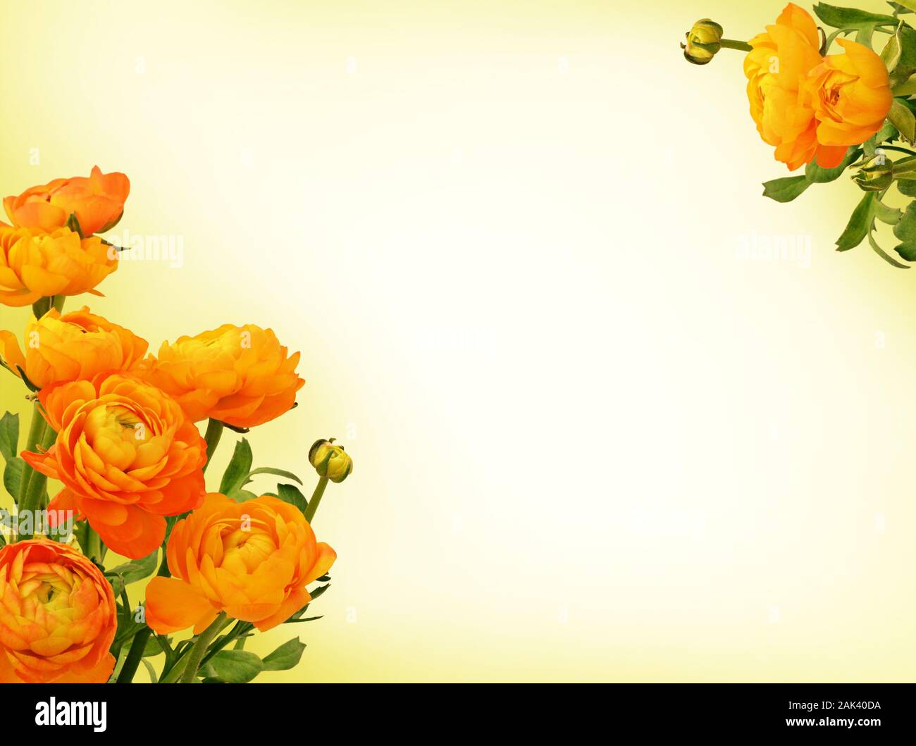Orange ranunculus Blumen in einem Ecken von hellgrüner Hintergrund Stockfoto
