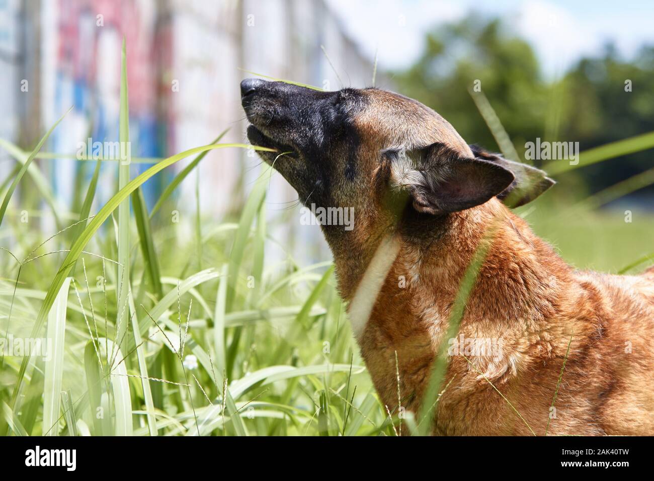 die belgischen malinois fressen an einem sonnigen Tag neben einer Mauer Gras Stockfoto