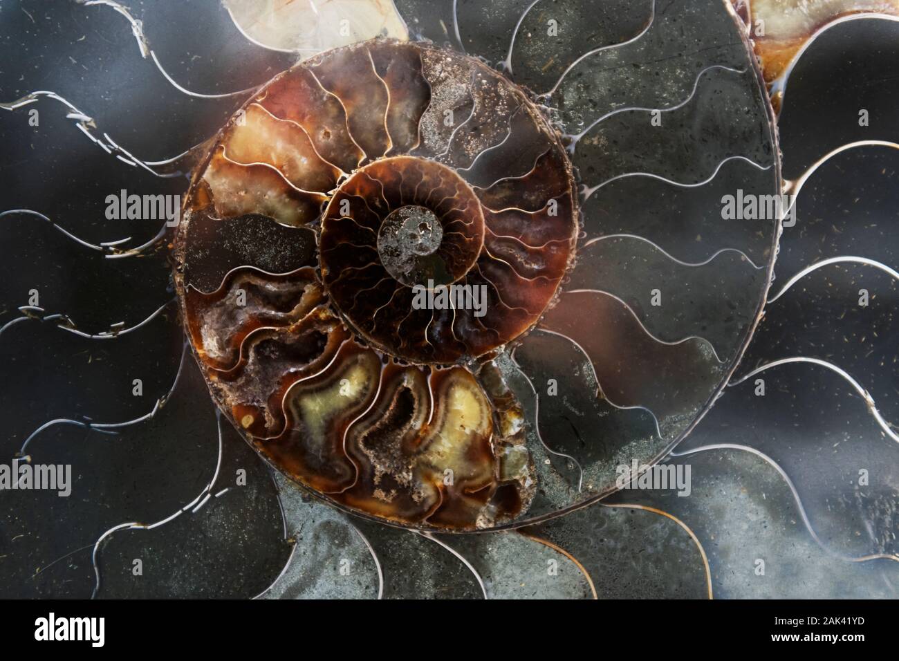Detail einer versteinerten Ammoniten aus der Sahara in Marokko. Stockfoto