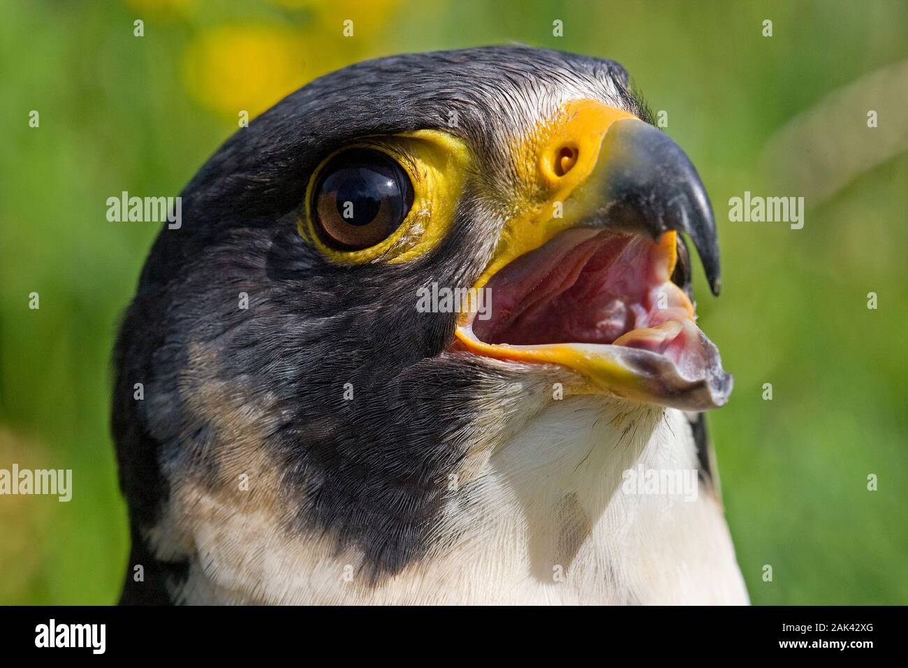 WANDERFALKEN Falco Peregrinus, Erwachsene fordern heraus Stockfoto
