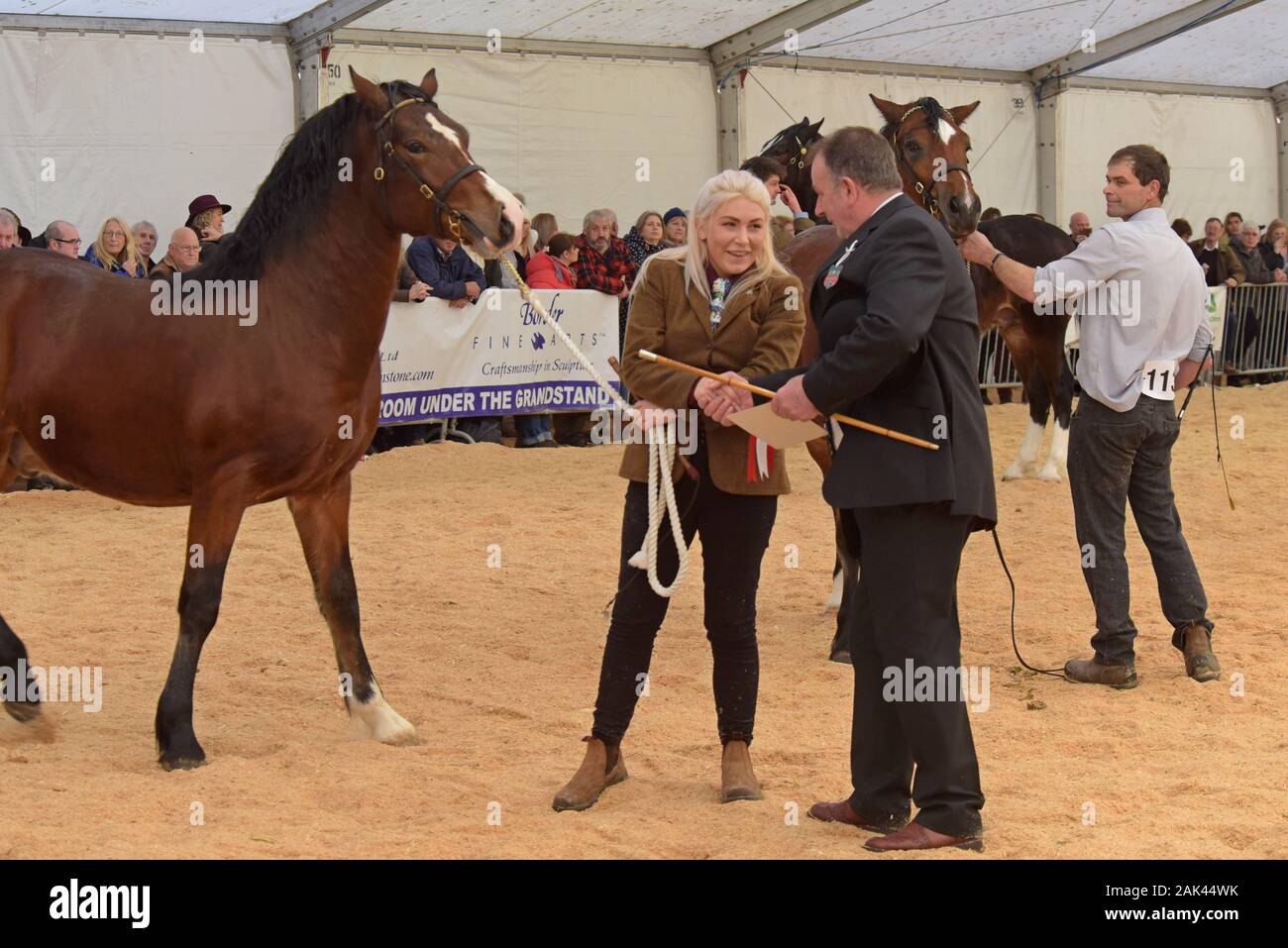 Welsh Cob Pferde im Ring auf der Royal Welsh Winter Show 2019 beurteilt werden Stockfoto