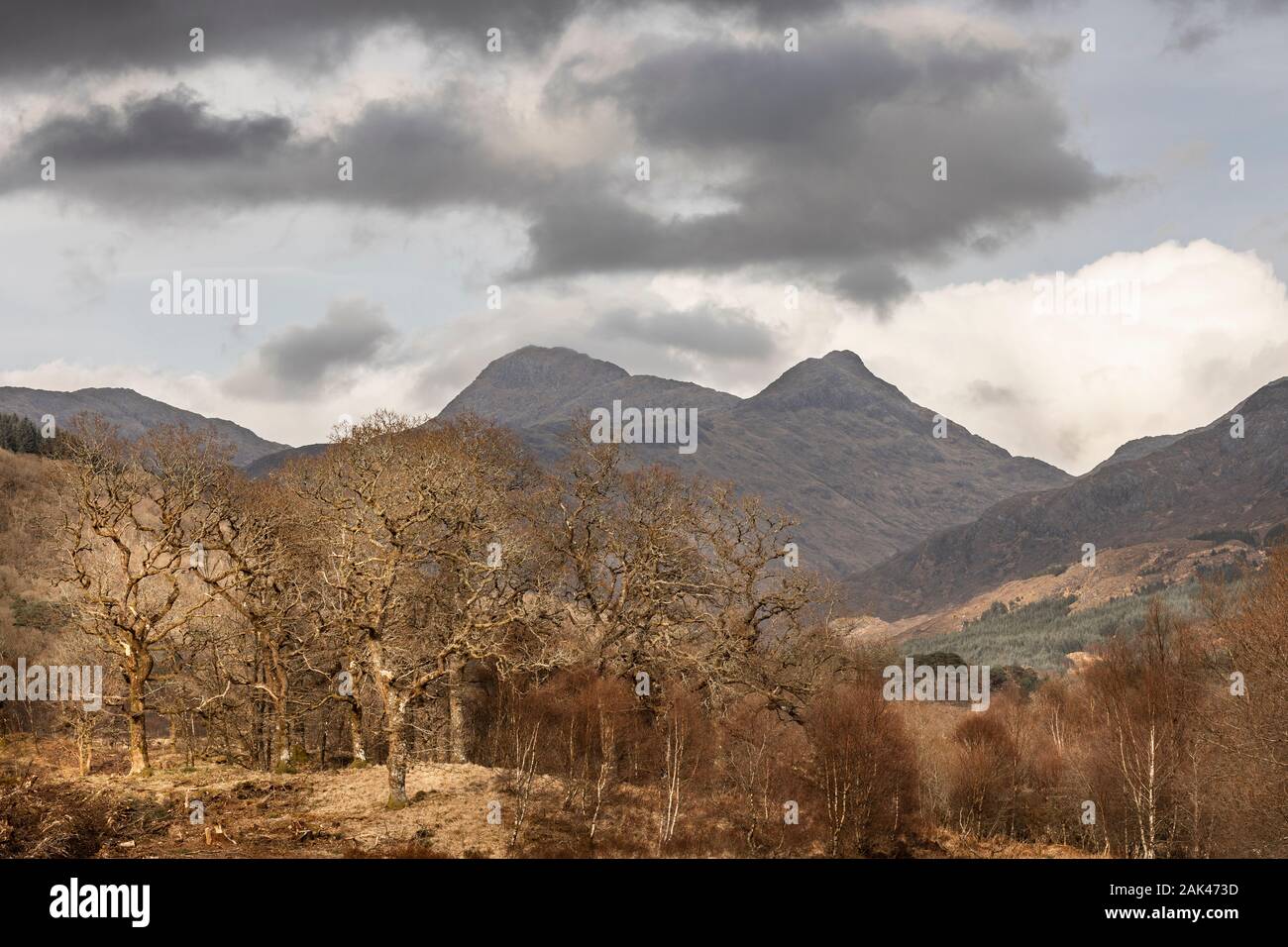 Ariundle National Nature Reserve in Schottland. Stockfoto