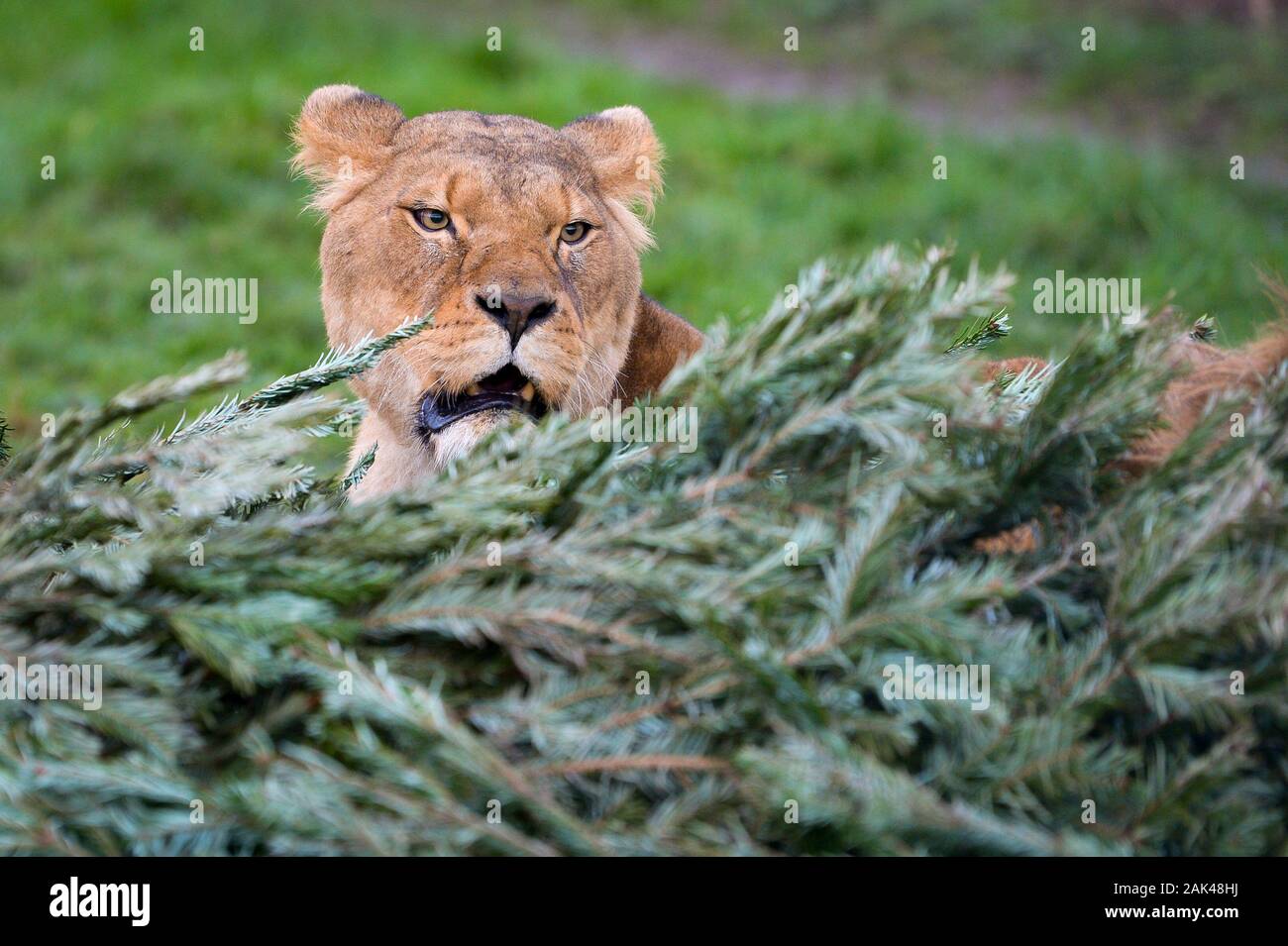 Ein Löwe liegt von einem recycelten Weihnachtsbaum in der Lion-Gehäuse an der Arche Noah Zoo Farm, Wraxall, Somerset, wo Leute angeregt werden, ihre alten Weihnachtsbäume für die zootiere Bereicherung und Freude zu spenden. Stockfoto Ein Löwe liegt von einem recycelten Weihnachtsbaum in der Lion-Gehäuse an der Arche Noah Zoo Farm, Wraxall, Somerset, wo Leute angeregt werden, ihre alten Weihnachtsbäume für die zootiere Bereicherung und Freude zu spenden. Stockfoto