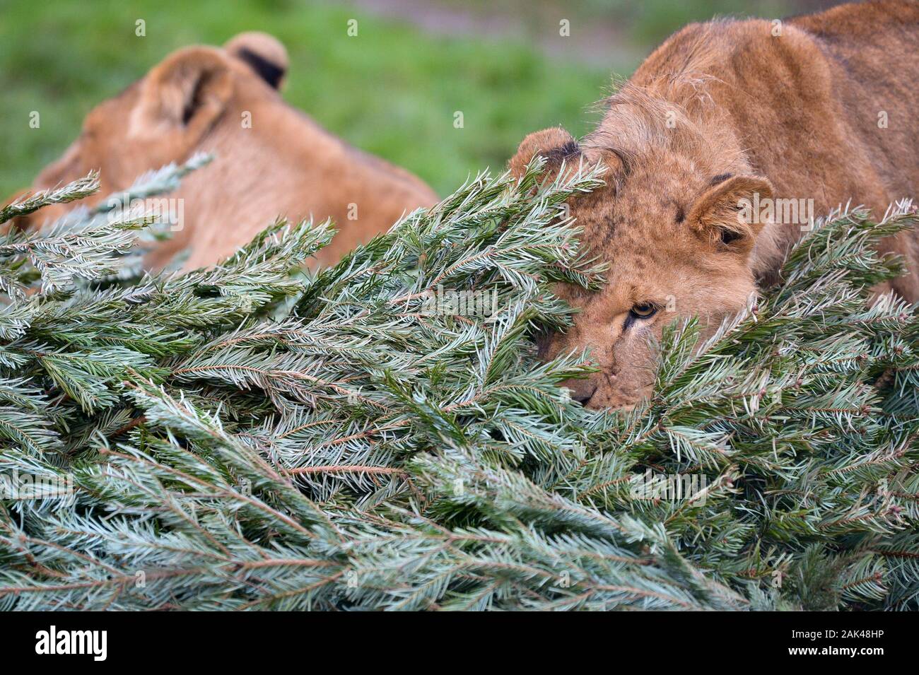Ein Löwe schnuppert und Knabbereien ein Weihnachtsbaum in der Lion-Gehäuse an der Arche Noah Zoo Farm, Wraxall, Somerset, wo Leute angeregt werden, ihre alten Weihnachtsbäume für die zootiere Bereicherung und Freude zu spenden. Stockfoto
