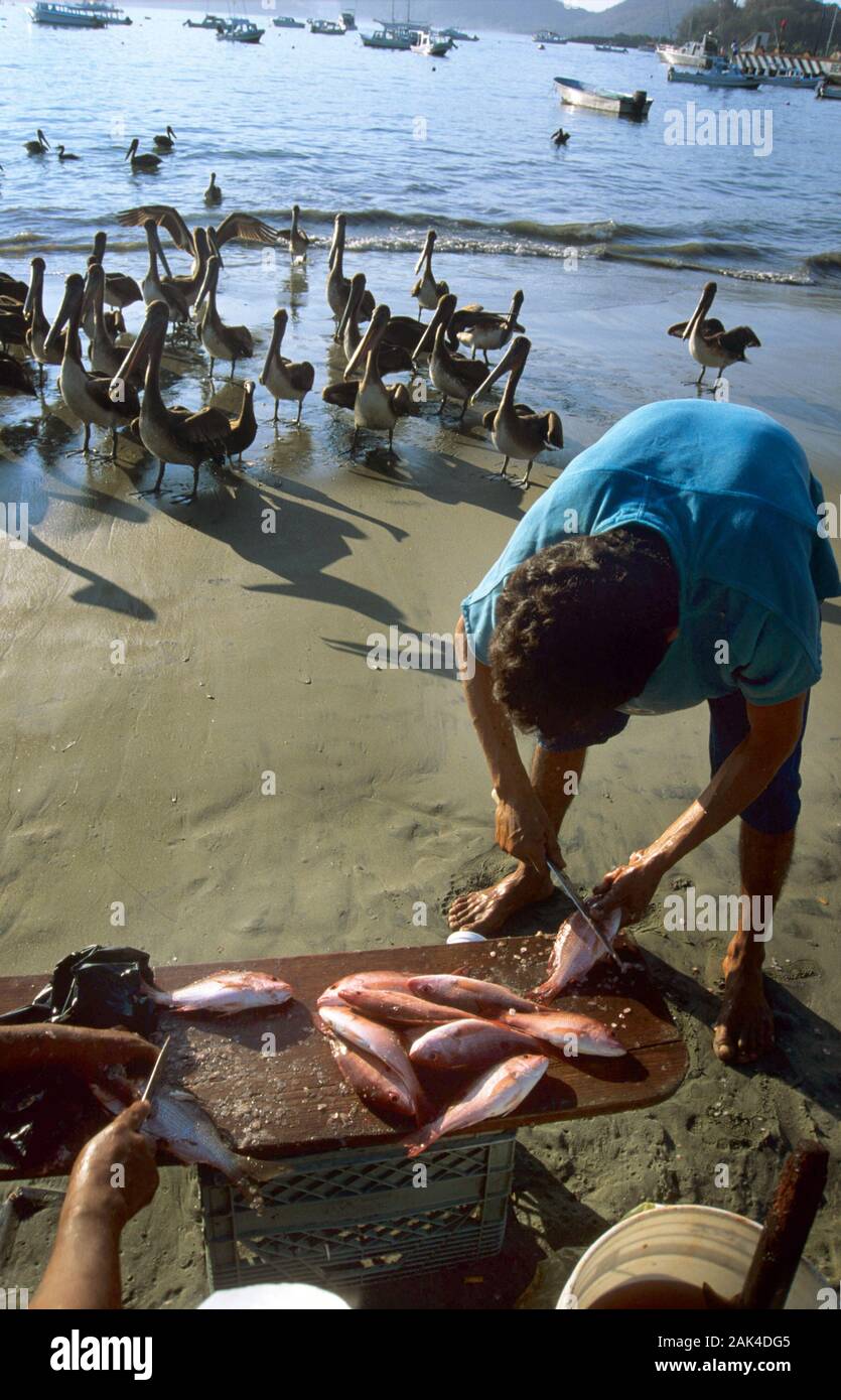 Mexiko: Fisherman peparing seinen Fang von Fischen am Playa Kommunale in Zihuatanejo | Verwendung weltweit Stockfoto