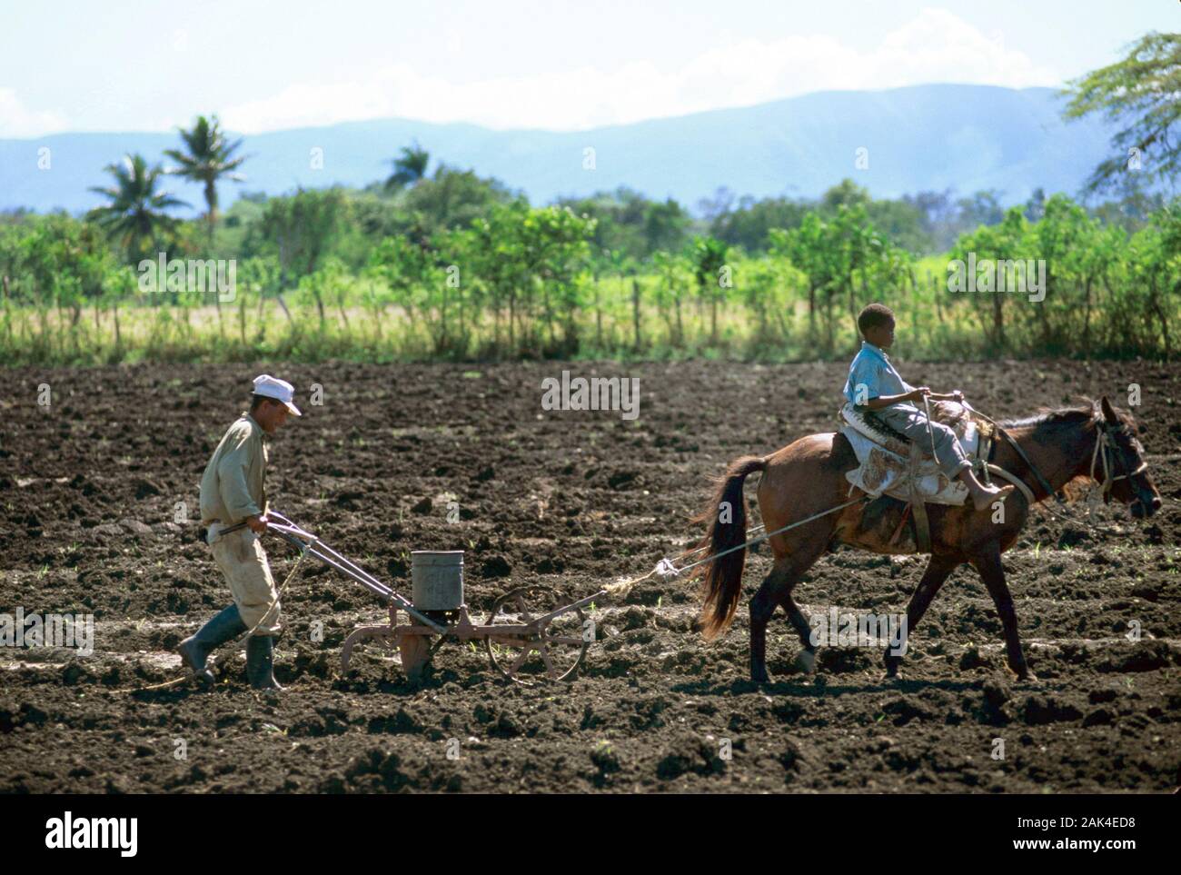 Dominikanische Republik - In San Juan de la Maguana sind die Felder noch mit Hilfe von Pferden gezüchtet | Verwendung weltweit Stockfoto