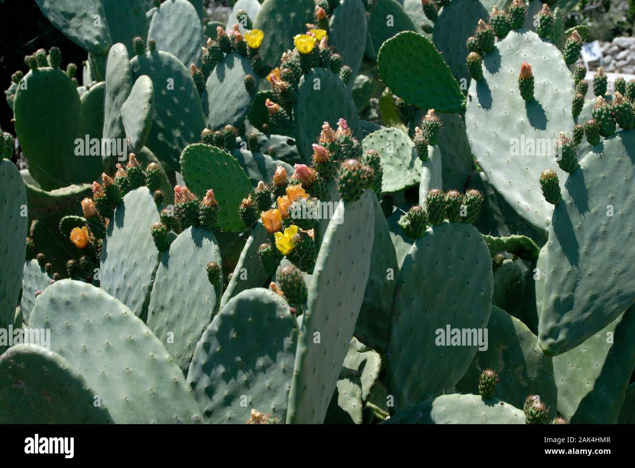 Stachelige Birne Stockfoto