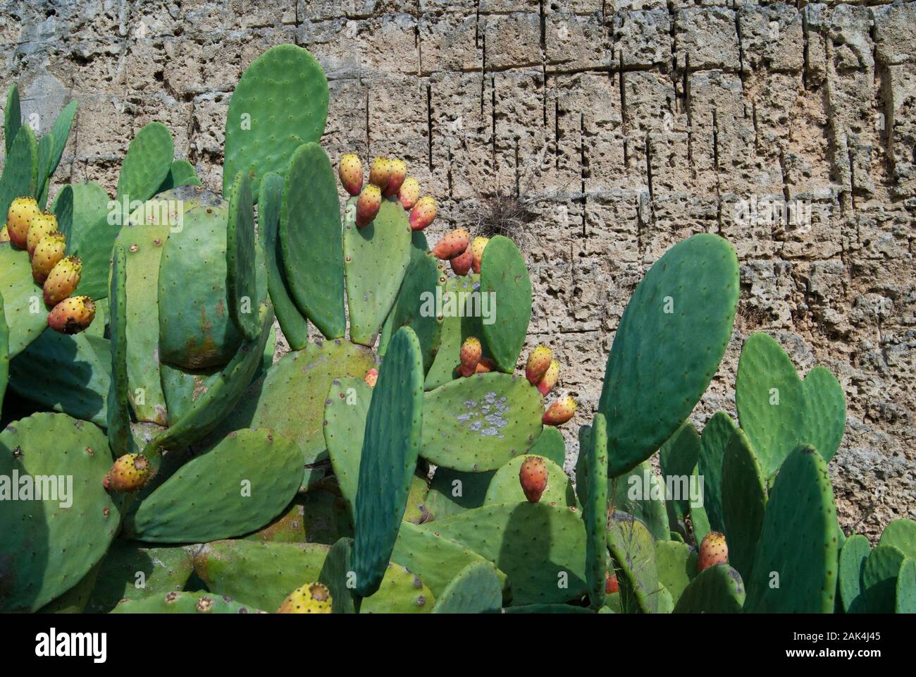 Stachelige Birne Stockfoto