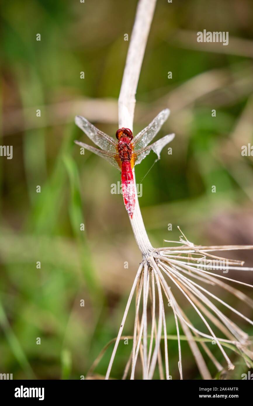 Red Dragon Fly ruht auf einem trockenem Stroh mit unscharfen Defokussierten grüner Hintergrund, Overhead detaillierte Nahaufnahmen, späten Herbst Tag, Foto bei Zlato Pole, geschützter Bereich, Dimitrovgrad Gemeinde, Bulgarien Stockfoto