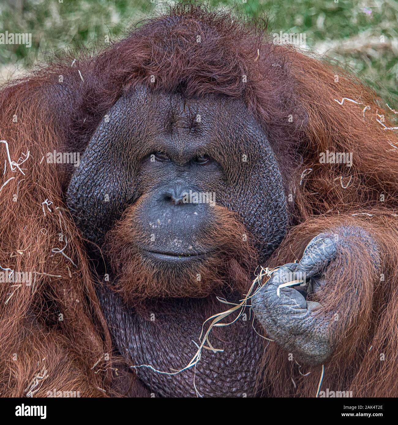 Eine Nahaufnahme Portrait von das Gesicht eines Orang-Utan starrte leicht nach links Stockfoto