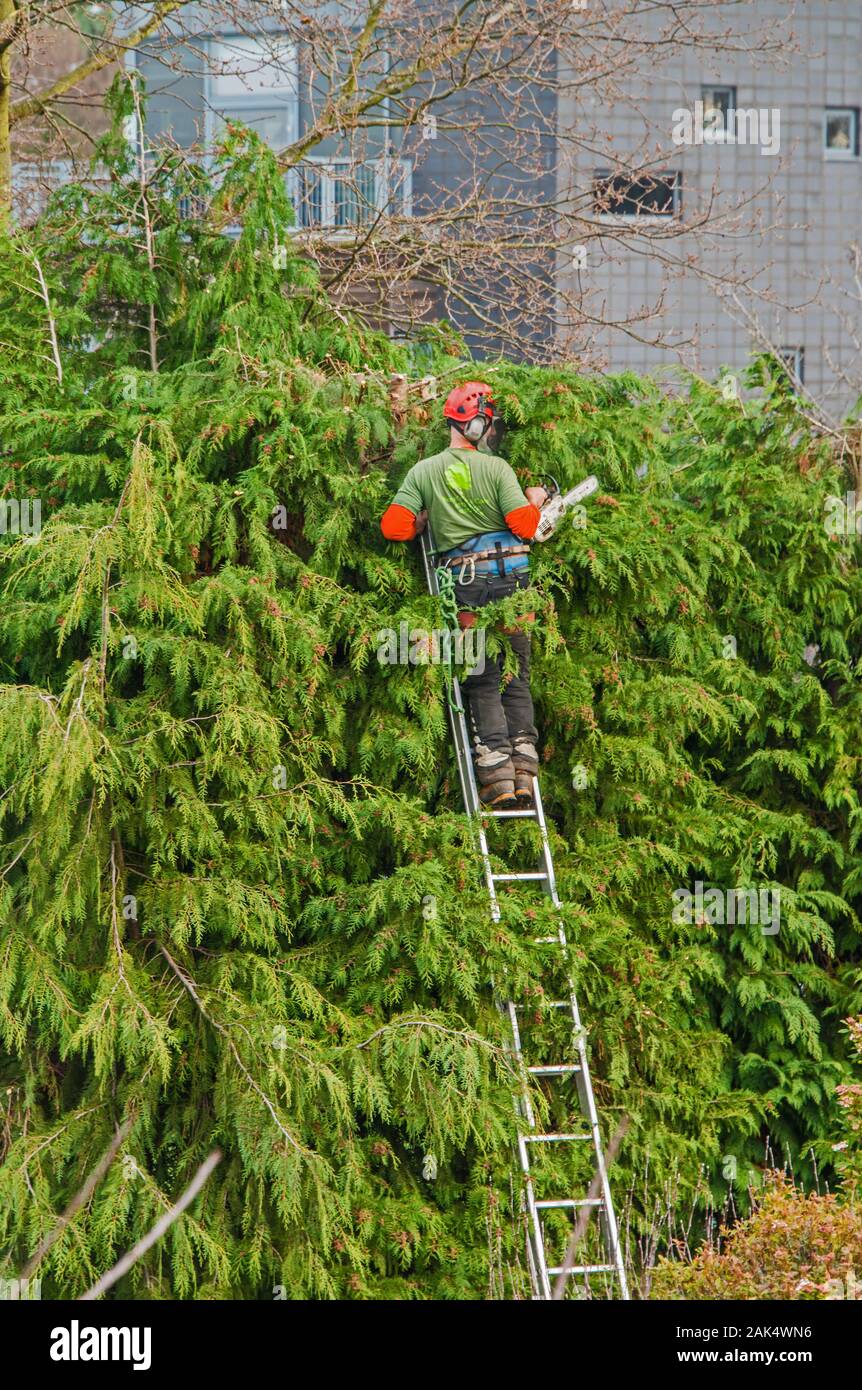 Baumpfleger am Arbeitsplatz Stockfoto