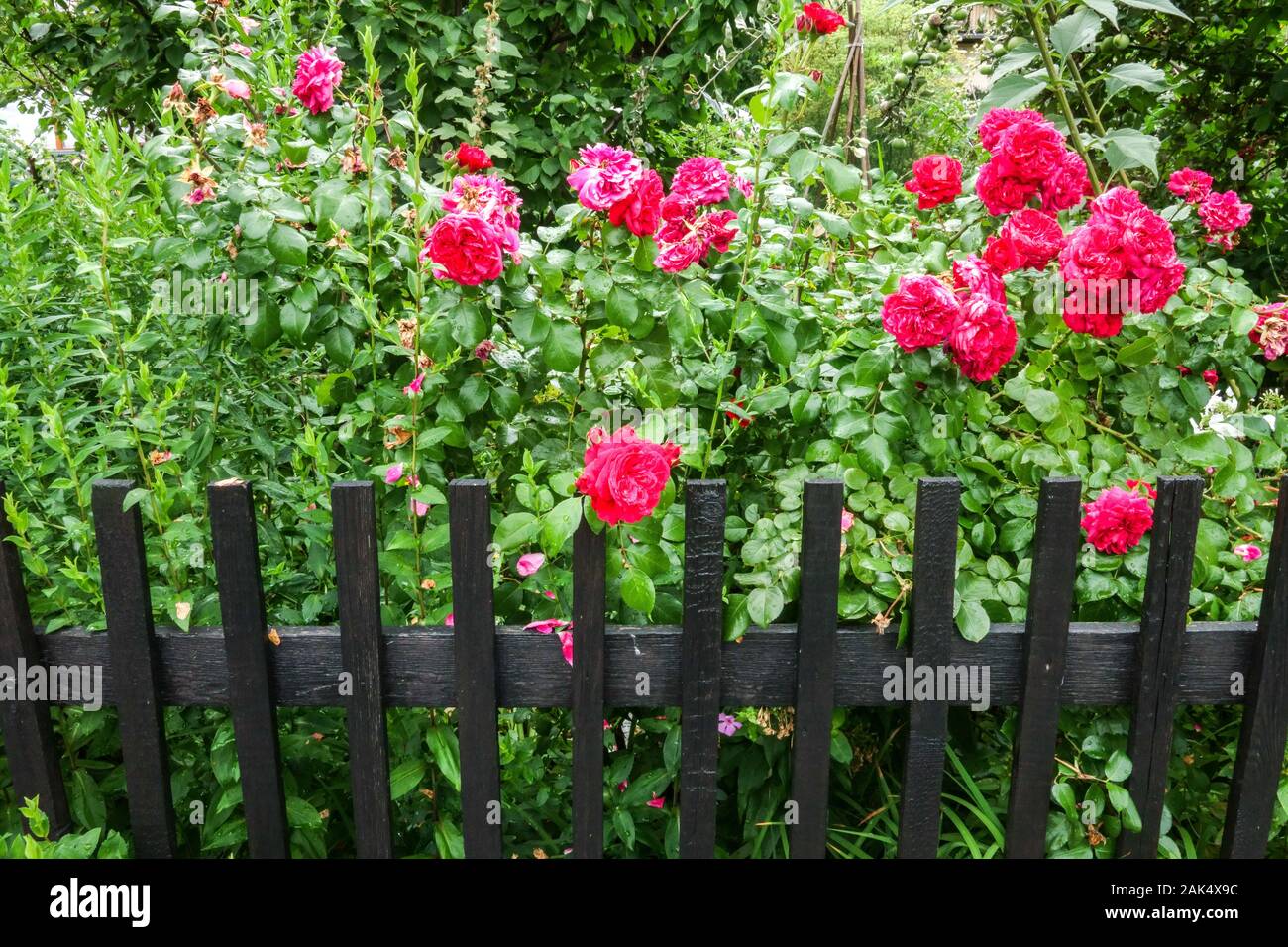 wachsende-rote-rosen-stockfotos-und-bilder-kaufen-alamy