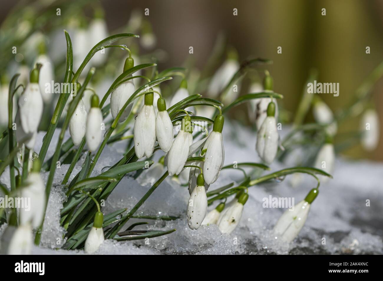 Schneeglöckchen im Winter (UK). Stockfoto