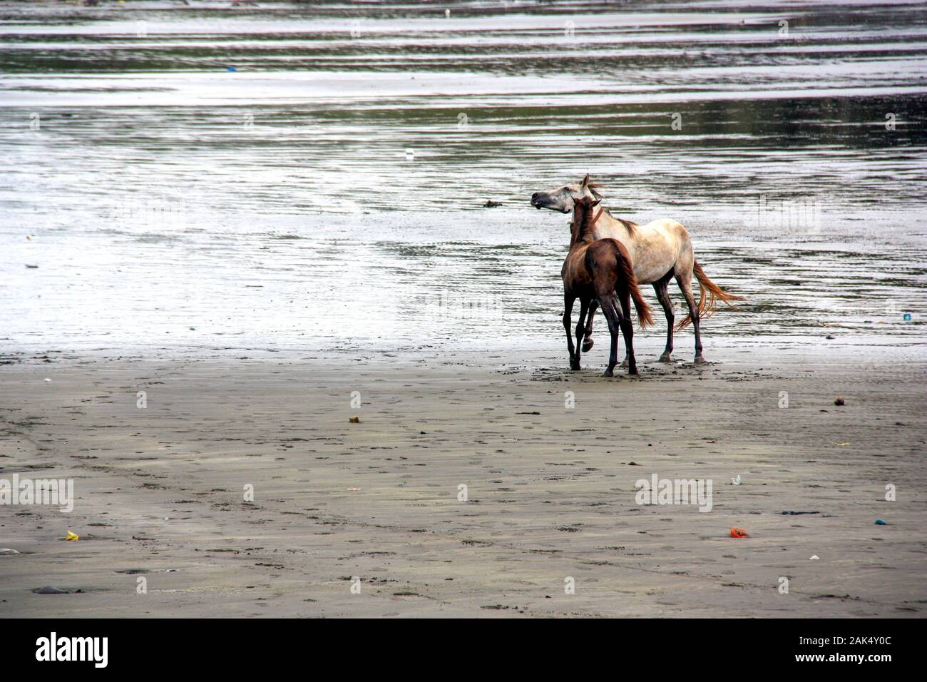 Entlaufene Pferde, die am verschmutzten Strand in Conakry, Guinea, Westafrika, Freiheit genießen Stockfoto