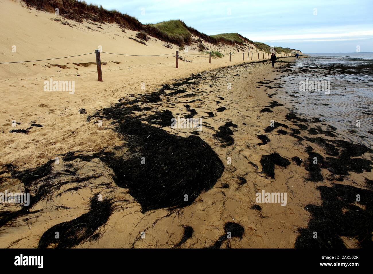 Seetang am Strand bei Odde am Ende der Insel Amrum, Nordseeküste | Verwendung weltweit Stockfoto