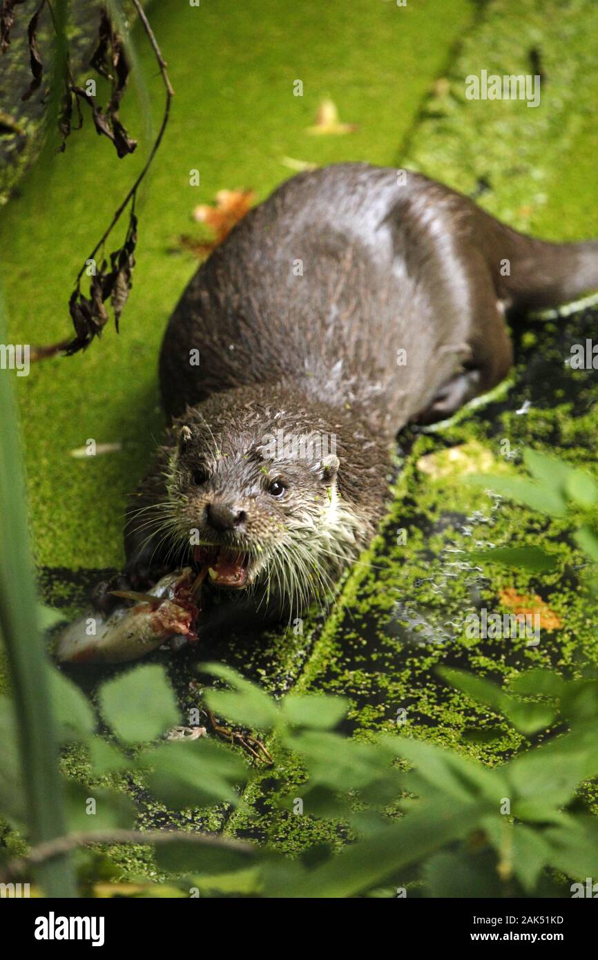 Fischotter in Oberlausitzer Teichen, Spreewald Verwendung weltweit